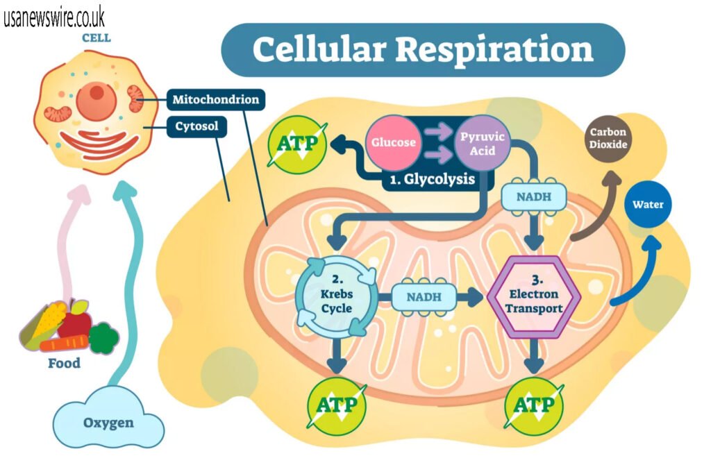 Cellular Respiration Diagram